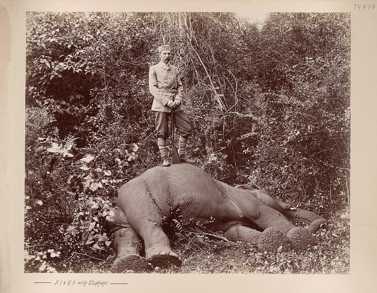 Sr k.u.k. Hoheit beim erlegten Elephanten von Charles Kerr