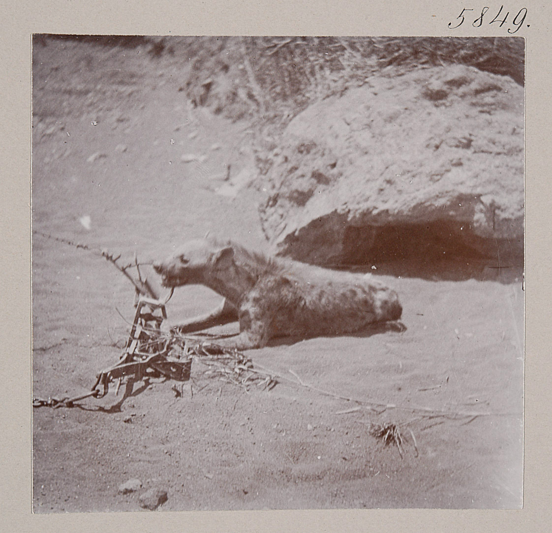 Gefleckte Hyäne in der Falle, Sunia. Natron-See von Max Schoeller
