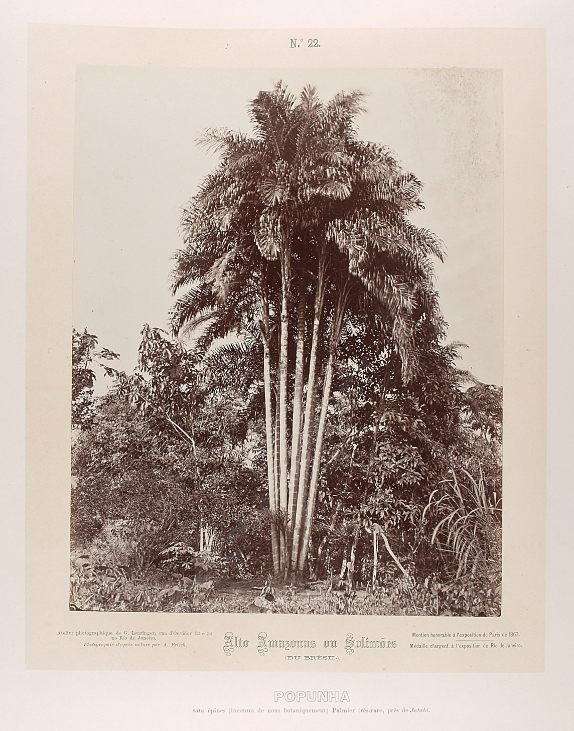 Gruppe von Popunha (Palmen) von Albert Frisch