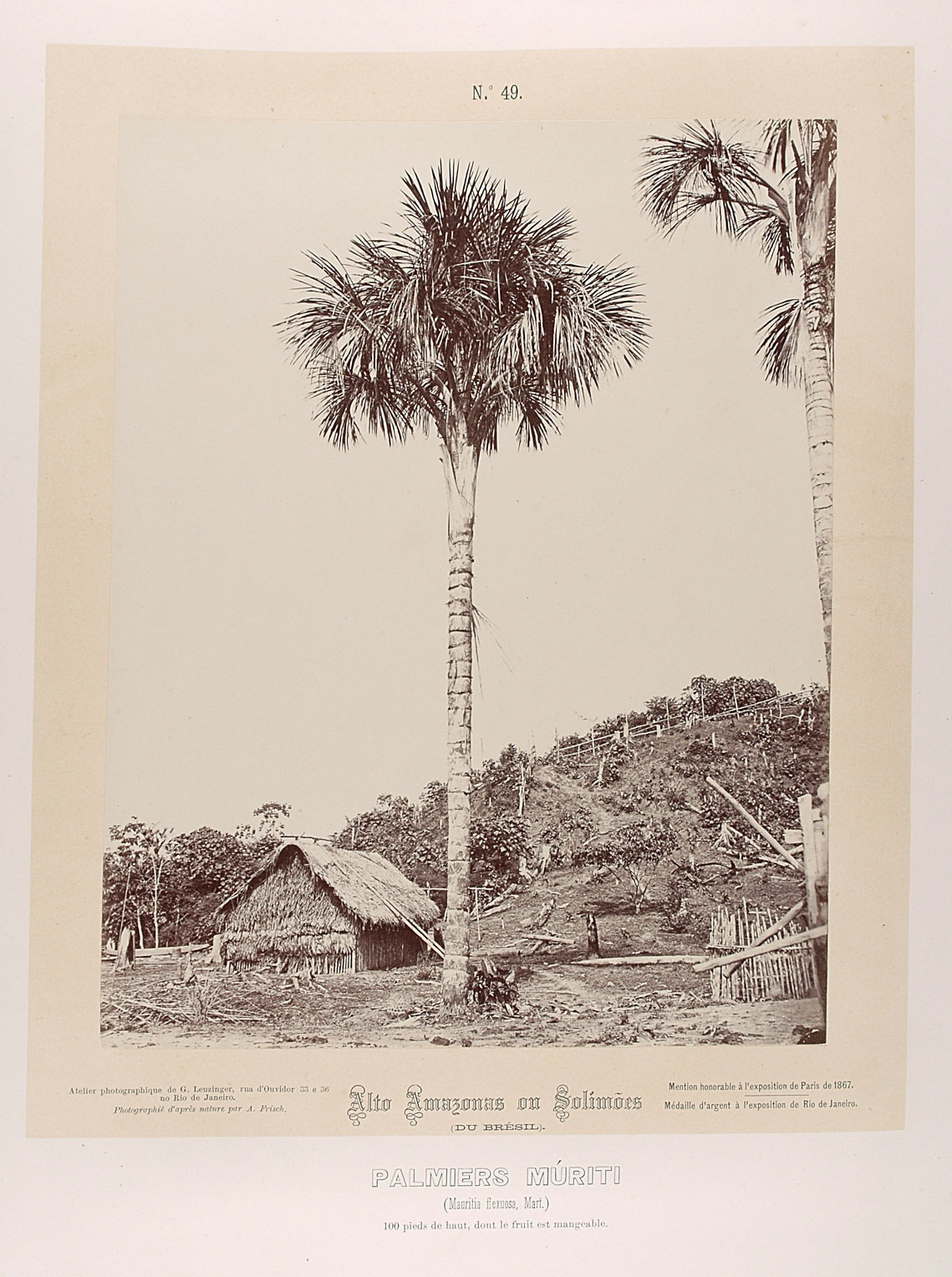 Palme und Haus von Albert Frisch
