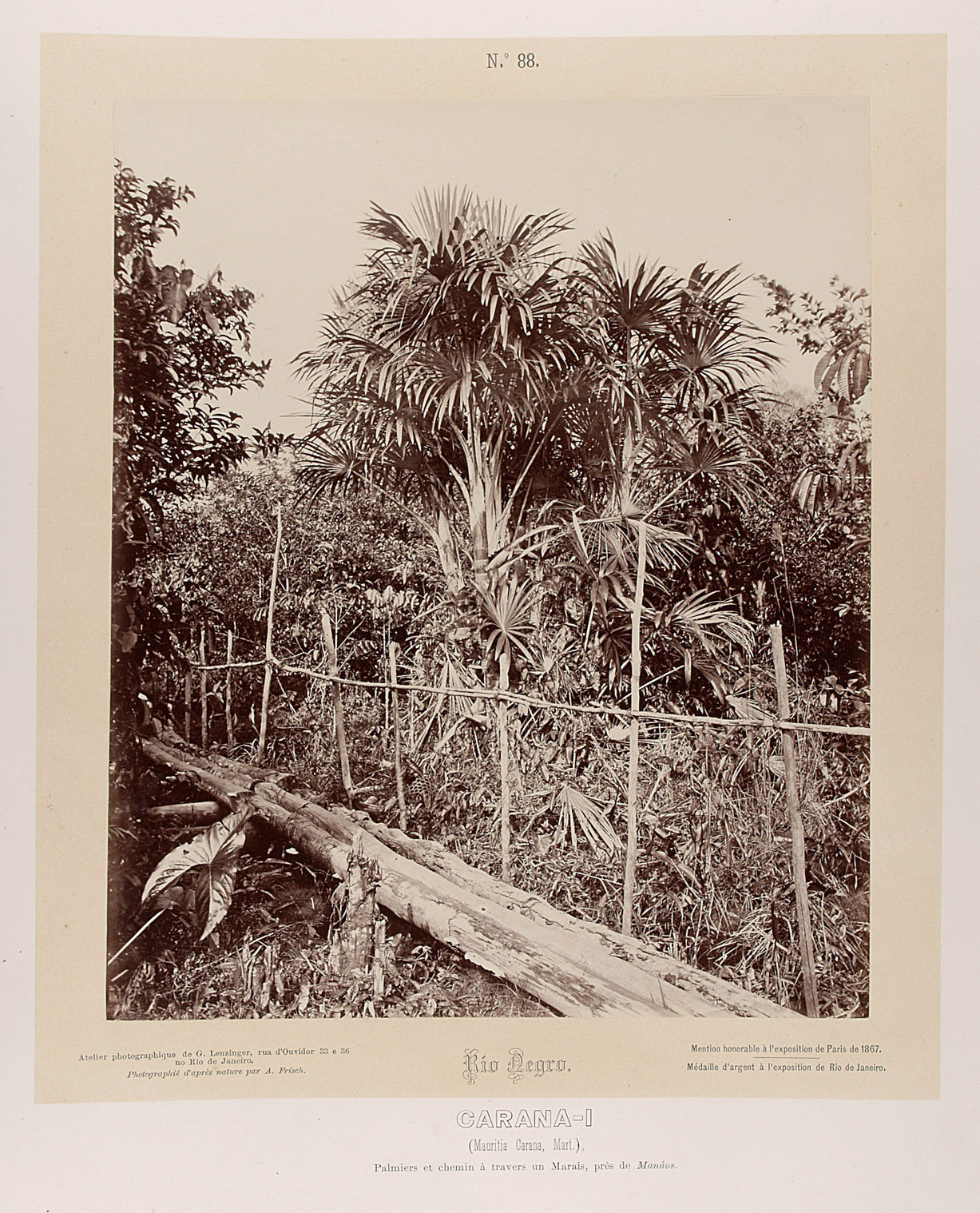 Holzsteg und Palmen von Albert Frisch