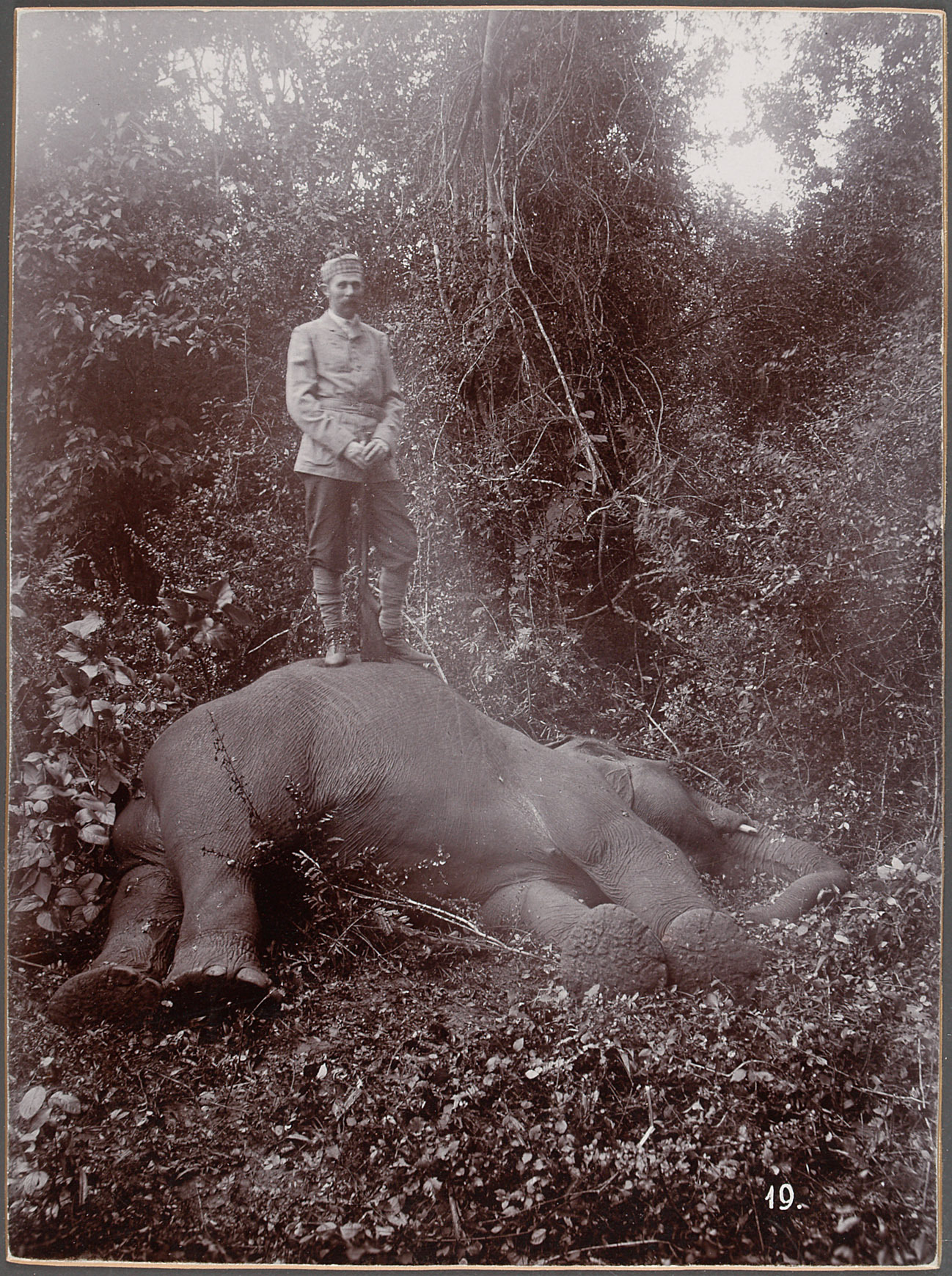 Sr k.u.k. Hoheit beim erlegten Elephanten von Eduard Hodek jun.