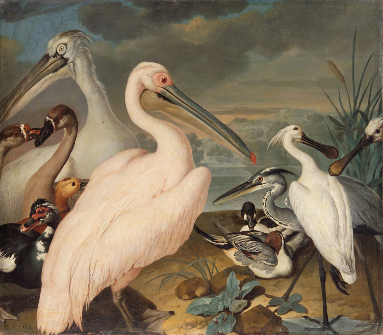 Pelikane und andere Vögel von Philipp Ferdinand de Hamilton