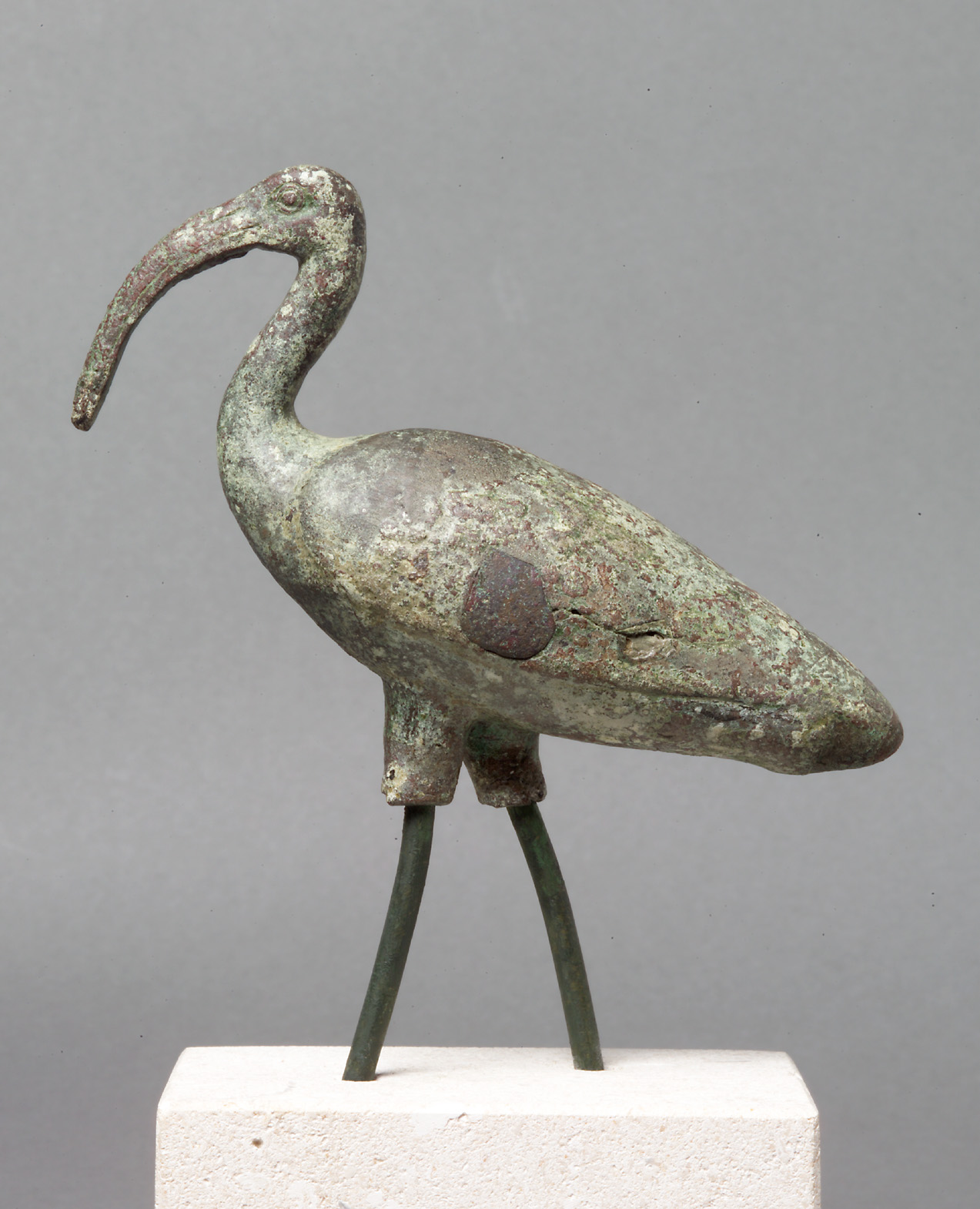 Schreitender Ibis