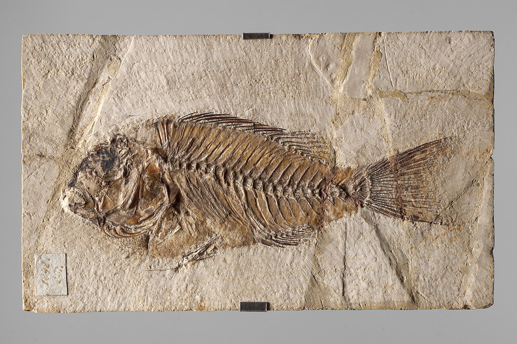 Kunsthistorisches Museum: Fisch, Fossil, Fischabdruck