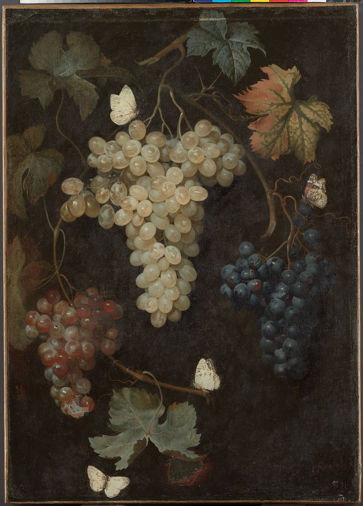 Weintrauben mit drei Trauben und Schmetterlingen, Philipp Ferdinand de Hamilton, 1720-1747