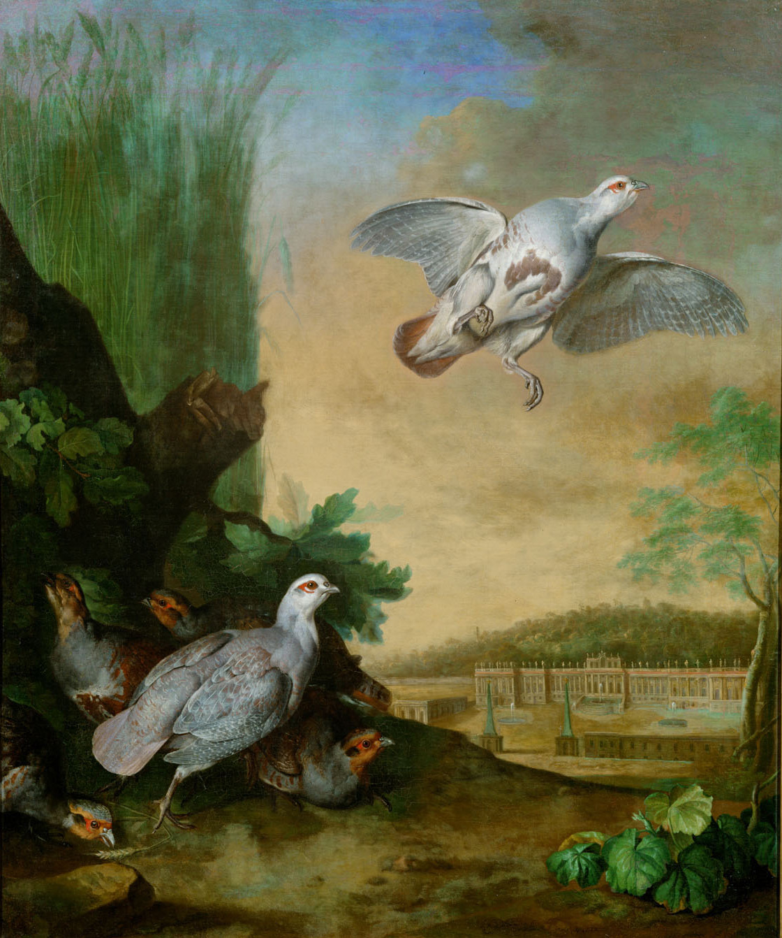 Rebhühner im Schönbrunner Park, Johann Georg de Hamilton, 1732