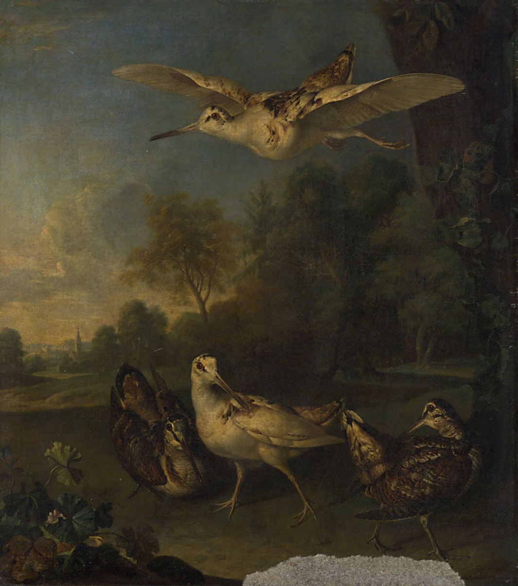 Weisse und braune Schnepfen, Philipp Ferdinand de Hamilton, 1667-1750