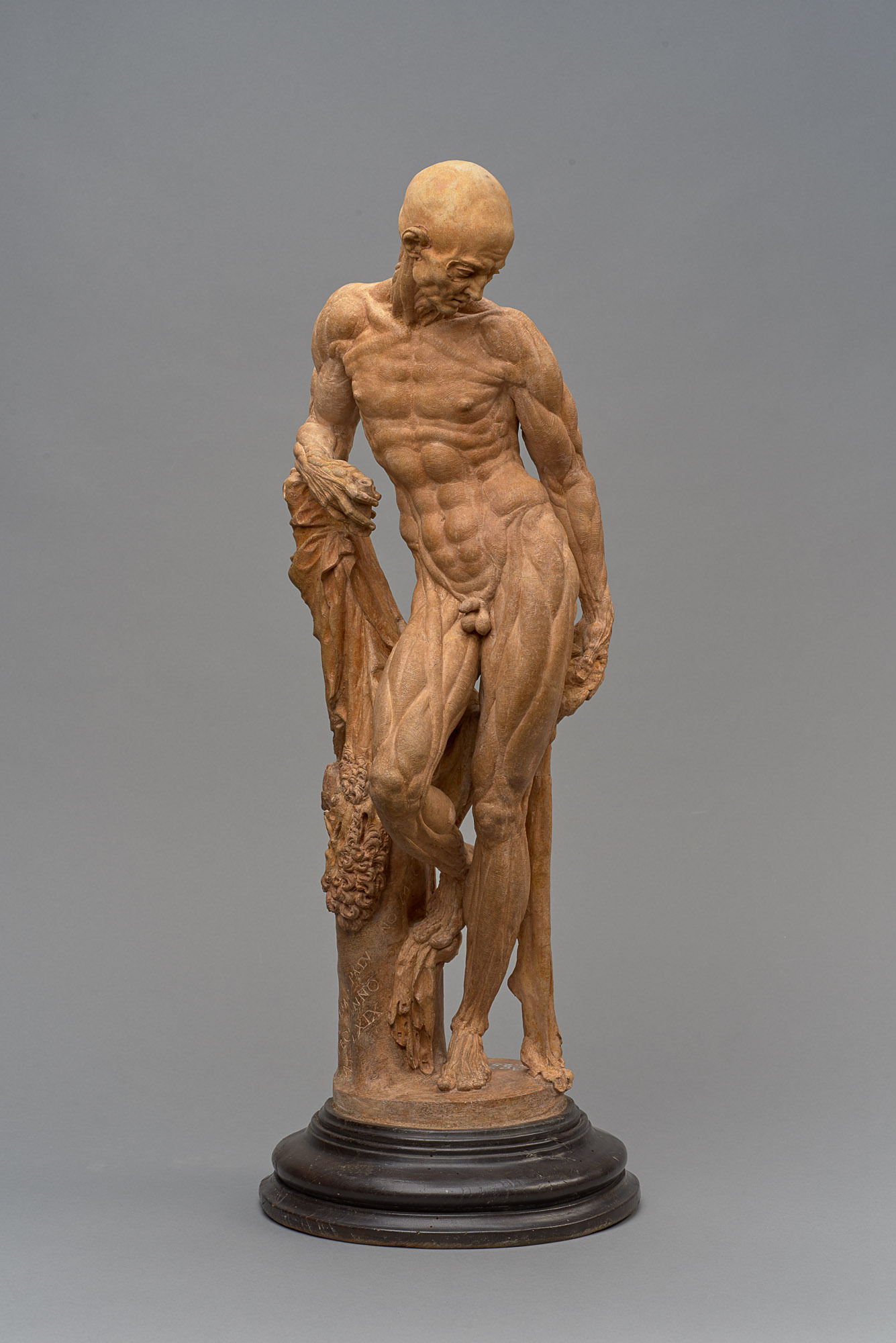 Kunsthistorisches Museum Ecorché (Muskelmann)